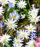 White Splendor Anemone blanda