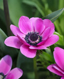 Sylphide Anemone de Caen