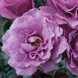 Close-up of an Angel Face Rose with a blurred green background
