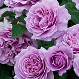 Close-up of purple Angel Face Roses with green leaves