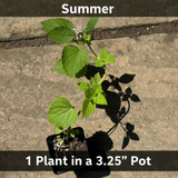 Native Anise Hyssop Live Plant – Pollinator Perennial – Agastache foeniculum – Purple Blooms – Bee & Butterfly Garden – Zones 4–8