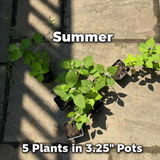Native Anise Hyssop Live Plant – Pollinator Perennial – Agastache foeniculum – Purple Blooms – Bee & Butterfly Garden – Zones 4–8