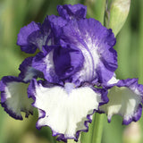 Close-up of a purple and white Another Chapter Fragrant Bi-Color Iris flower with a blurred green background