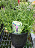 Potted plant with a label indicating 'Lavandula' in a greenhouse setting