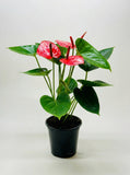 Anthurium 'Livium'