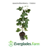 Potted Apache Blackberry plant with Everglades Farm logo on a white background