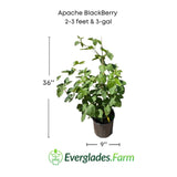 Potted plant labeled 'Apache Blackberry' with dimensions and Everglades Farm logo.
