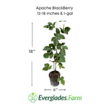 Potted plant labeled 'Apache Blackberry' with dimensions and Everglades Farm logo.
