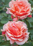 Close-up of two pink Apricot Candy Roses with green leaves in the background