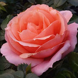 Close-up of a pink Apricot Candy Rose with green leaves in the background