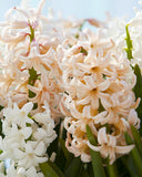 Apricot Passion Hyacinth