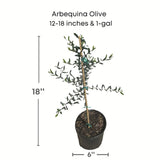 Potted Arbequina Olive plant with dimensions 