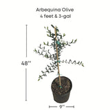 Arbequina Olive tree in a pot with dimensions