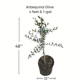 Arbequina Olive tree in a pot with dimensions