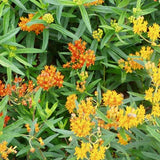 Asclepias tuberosa - Qt. Pots - Flat of 10