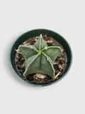 Green potted cactus on a light gray background