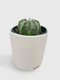 Bishop Star Cap Cactus 'Astrophytum Myriostigma'