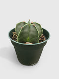 Bishop Star Cap Cactus 'Astrophytum Myriostigma'