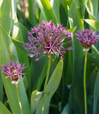 Atropurpureum Allium - 5 bulbs