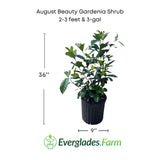 August Beauty Gardenia Shrub with dimensions and Everglades Farm logo on a white background
