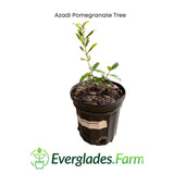 Potted Azadi Pomegranate Tree with Everglades Farm logo on a white background
