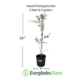 Potted Azadi Pomegranate tree with dimensions and Everglades Farm logo on a white background