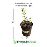 Potted Azadi Pomegranate plant with dimensions and Everglades Farm logo.