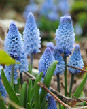 Azureum Muscari - 10 bulbs