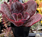Potted Echeveria 'Mahogany Rose' with dark red leaves among other plants