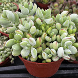 Green Cotyledon pendens plant in a red pot among other plants