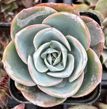 Close-up of Echeveria Imbricata Hybrid with green and pink edges