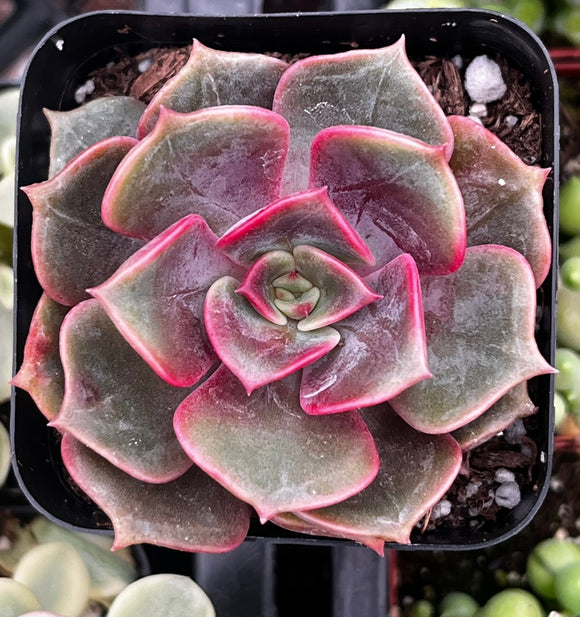 Close-up of a Echeveria 'Red Ball' plant with pink and green leaves in a pot.