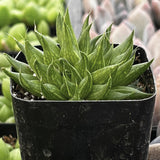 Haworthia marumiana plant in a black pot with blurred background