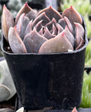 Potted Echeveria 'Marrom' plant with purple leaves in a black pot