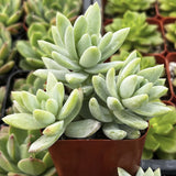 Sedeveria 'Blue Burrito' plant in a pot with blurred background