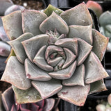 Close-up of a Graptopetalum rusbyi with a dark background
