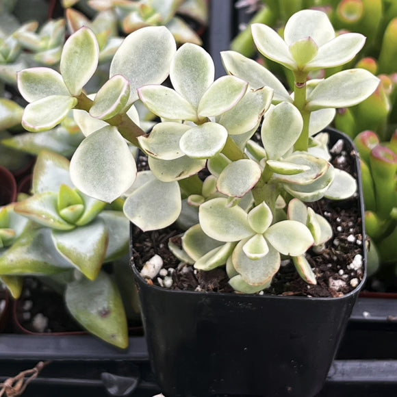 Portulacaria afra aka Elephant Bush plant in a black pot with other plants in the background