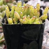 Hatiora salicornioides in a pot