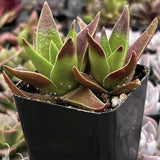 Potted Crassula 'Red Pagoda' plant with green and red leaves in a black pot.
