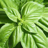 Close-up of green basil leaves BASIL Seeds, Large Leaf Italian