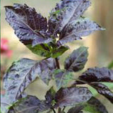 Close-up of a basil plant with purple and green leaves.BASIL Seeds, Purple Ruffles