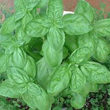 Close-up of green basil leaves with a blurred background BASIL Seeds, Sweet