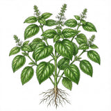 Illustration of BASIL Seeds, Large Leaf Italian with roots on a white background