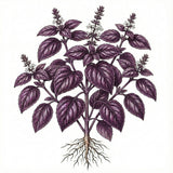 Illustration of a purple basil plant with roots on a white background BASIL Seeds, Purple Ruffles