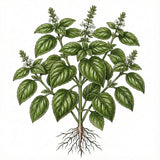 Illustration of a basil plant with roots on a white background BASIL Seeds, Sweet