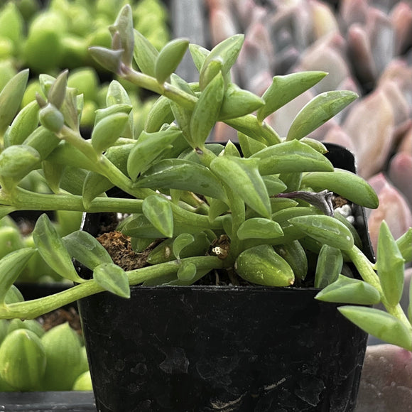 Senecio peregrinus plant with green leaves in a black pot.