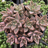 Pink Graptosedum Alpenglow plant in a pot with green plants in the background