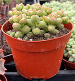 Crassula brevifolia plant with green leaves and red accents in an orange pot.