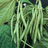 Green beans on a plant with leaves BEAN Seeds, Blue Lake Pole