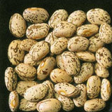 Close-up of dried beans on a dark background BEAN Seeds, Pinto